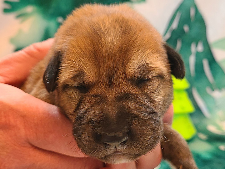 chinook puppy